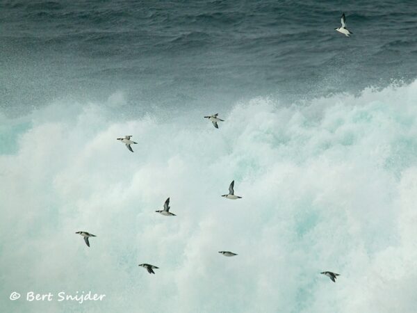 Alk Vogelvakantie Portugal