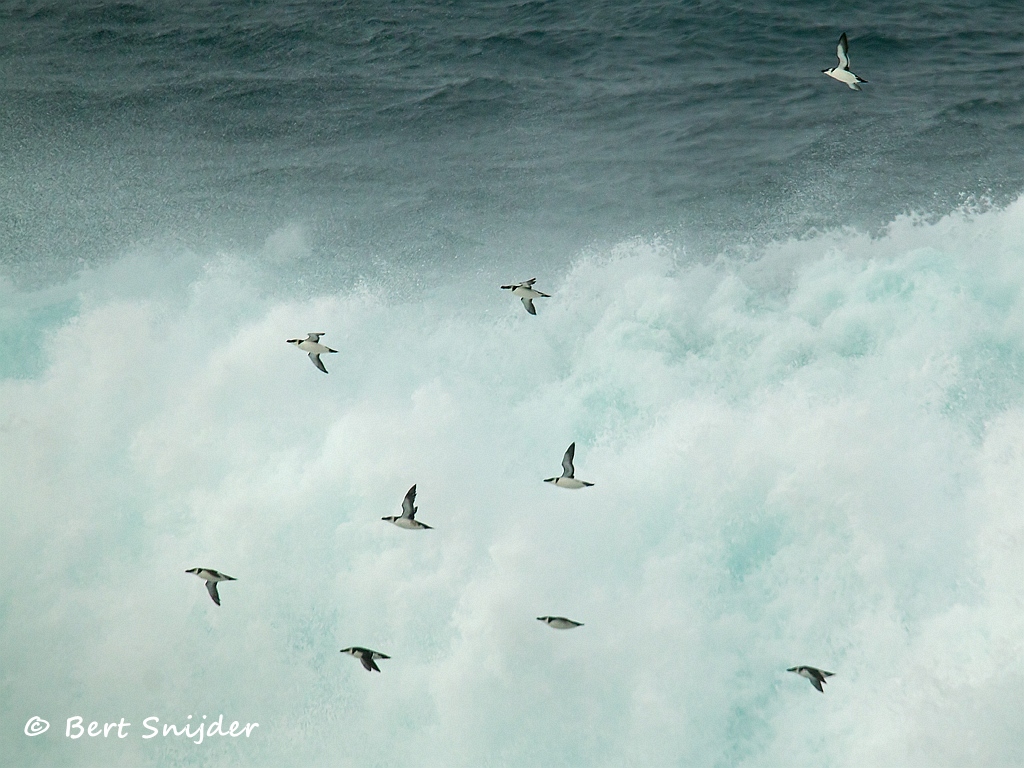 Alk Vogelvakantie Portugal