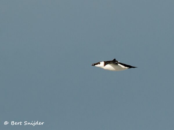 Alk Vogelreis Portugal