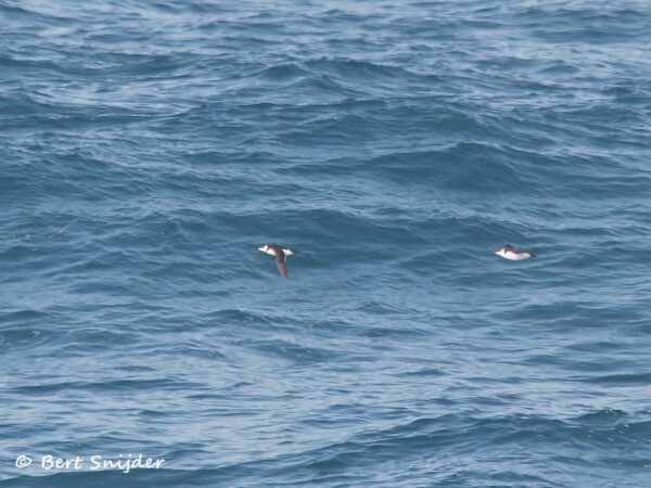 Alk Vogelreis Portugal