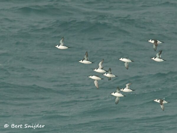 Alk Vogelreis Portugal