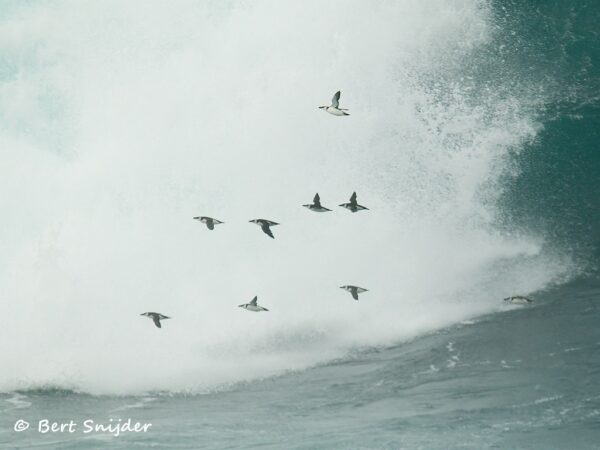 Alk Vogelvakantie Portugal