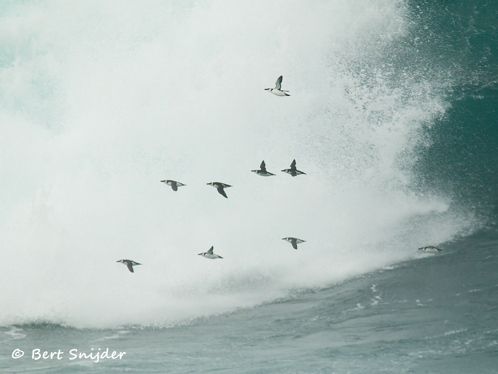 Alk Vogelvakantie Portugal