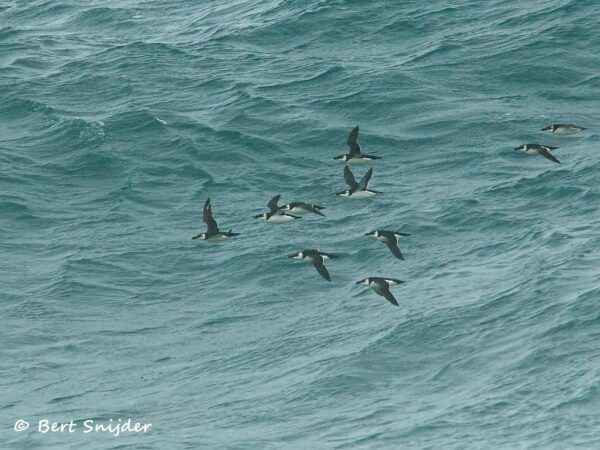 Alk Vogelvakantie Portugal