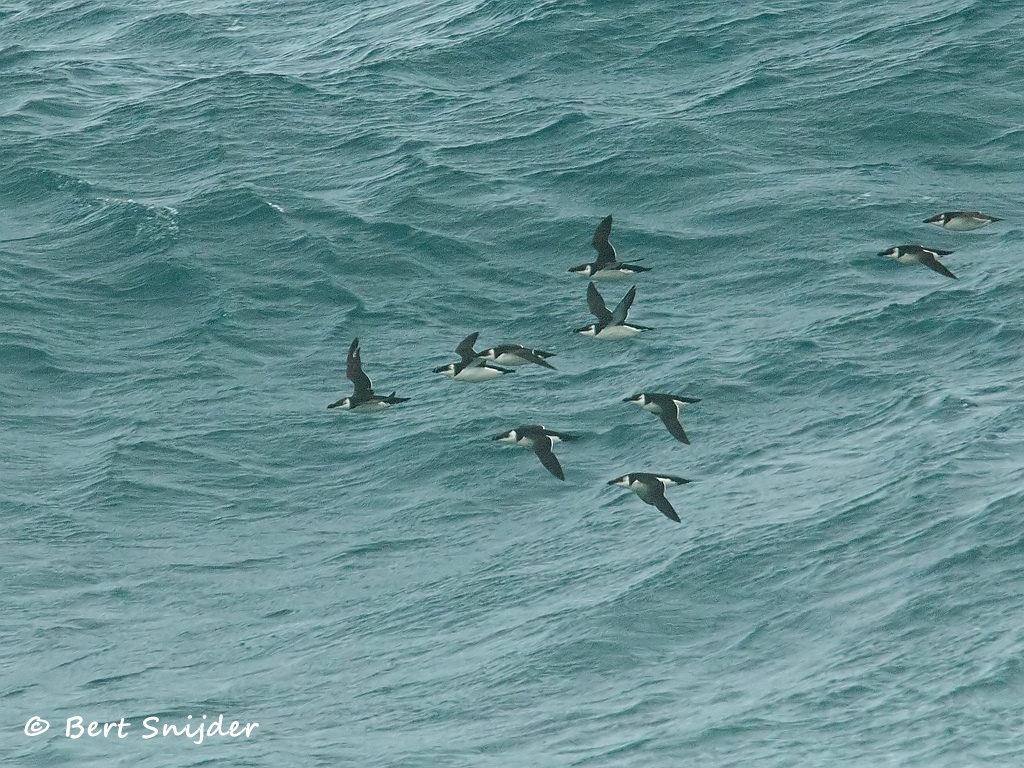 Alk Vogelvakantie Portugal