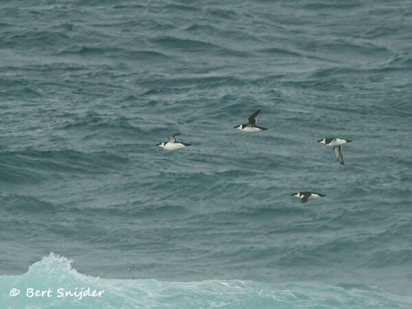 Alk Vogelvakantie Portugal
