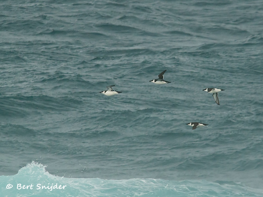Alk Vogelvakantie Portugal