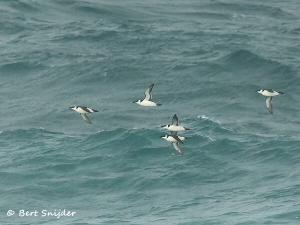Alk Vogelvakantie Portugal