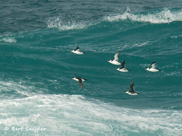 Alk Vogelreis Portugal
