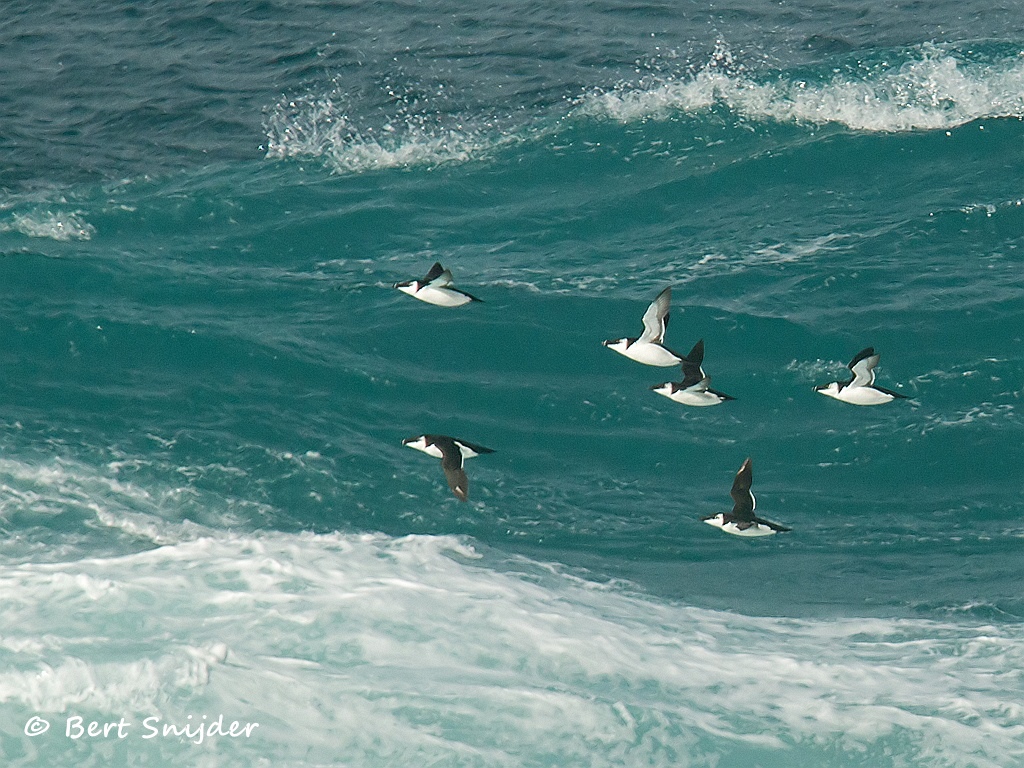 Alk Vogelreis Portugal