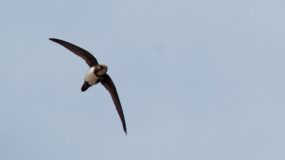 Alpengierzwaluw Vogelvakantie Portugal