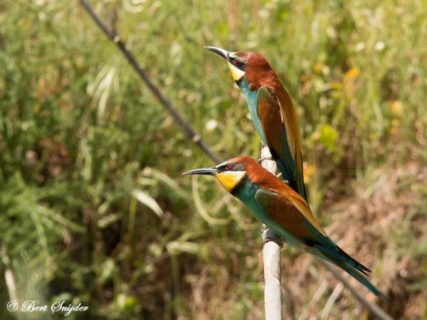 Bijeneter Vogelvakantie Portugal