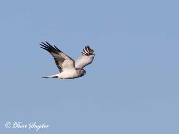 Blauwe Kiekendief Vogelhut BSP7 Portugal