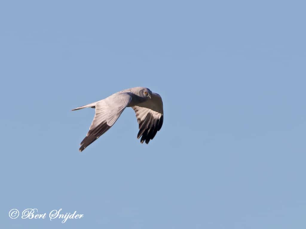 Blauwe Kiekendief Vogelhut BSP7 Portugal