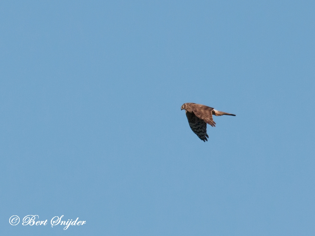 Blauwe Kiekendief Vogelhut BSP5 Portugal