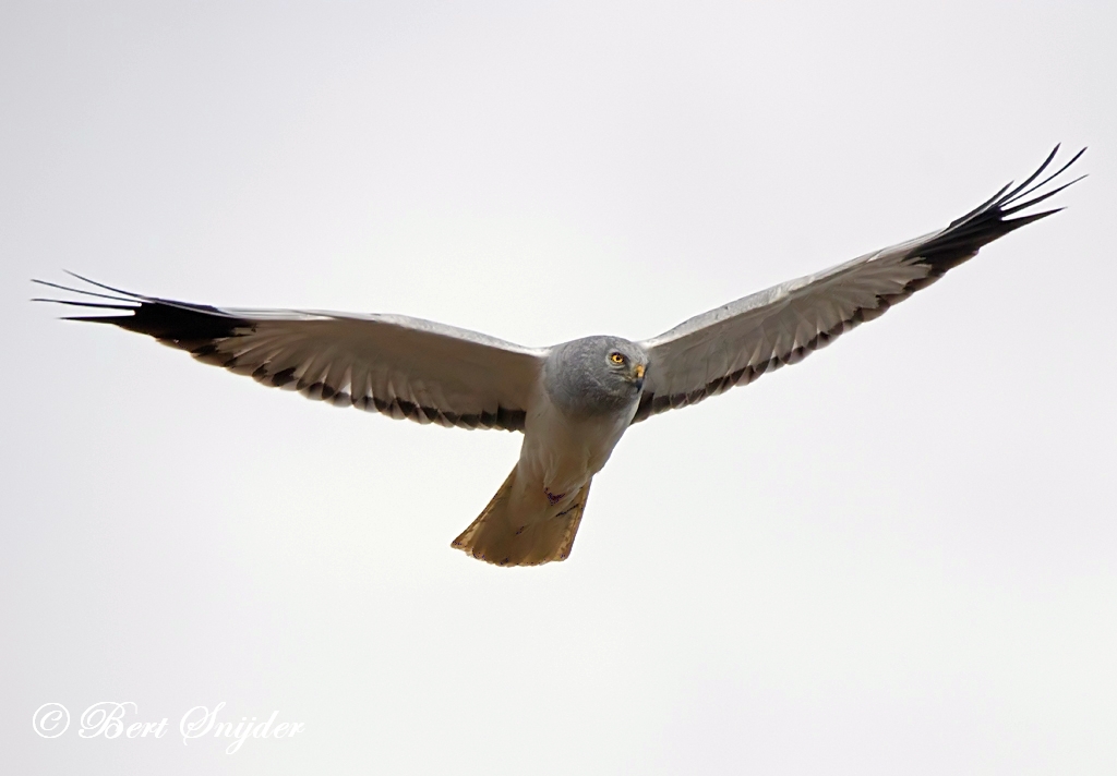 Blauwe Kiekendief Vogelhut BSP2 Portugal