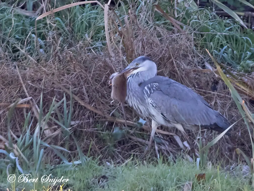 Blauwe Reiger Vogelvakantie Portugal