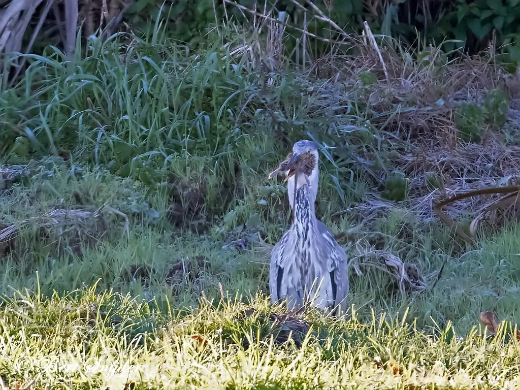 Blauwe Reiger Vogelvakantie Portugal