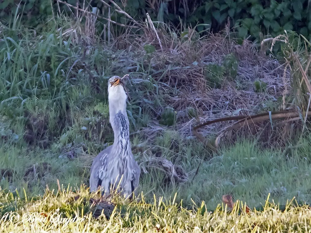 Blauwe Reiger Vogelreis Portugal