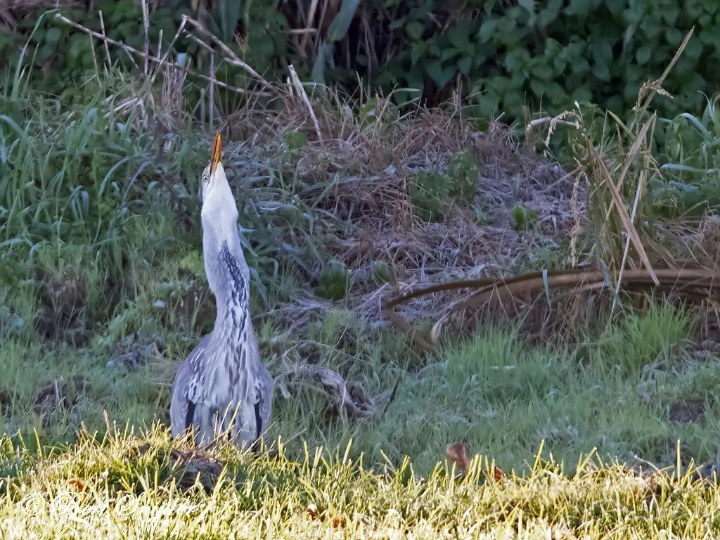 Blauwe Reiger Vogelreis Portugal