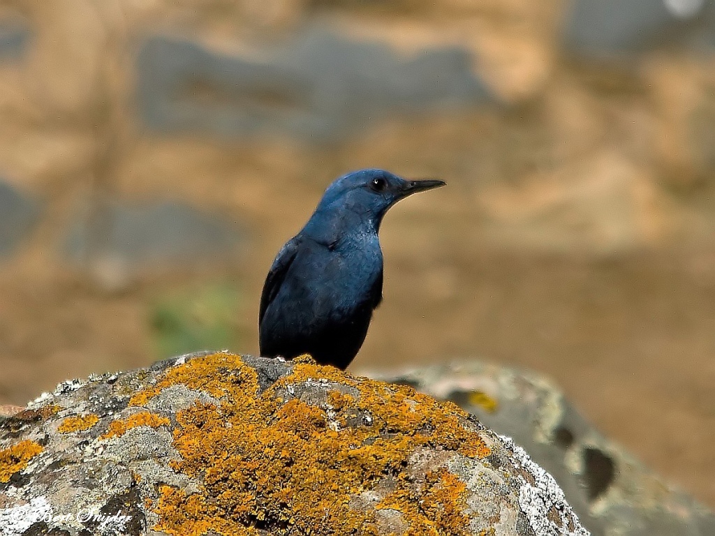 Blauwe Rotslijster Natuurfotografie Portugal