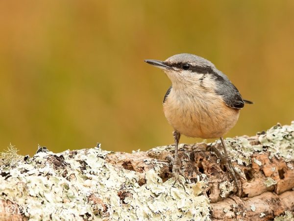 Boomklever Vogelvakantie Portugal