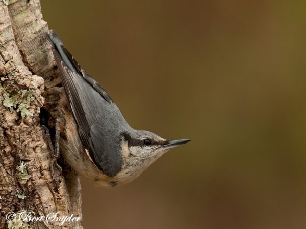 Boomklever Vogelreis Portugal