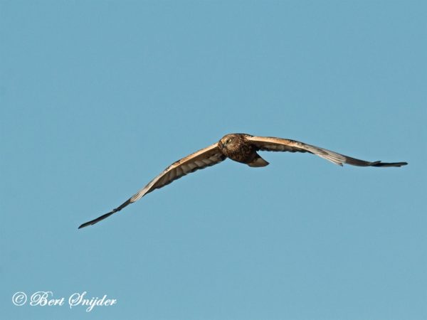 Bruine Kiekendief Vogelreis Portugal