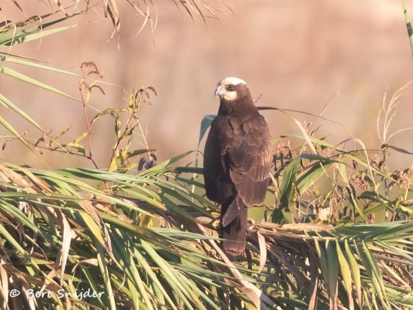 Bruine Kiekendief Vogelvakantie Portugal