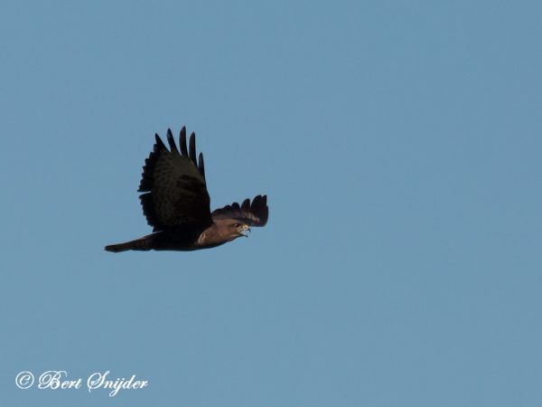 Buizerd Vogelvakantie Portugal