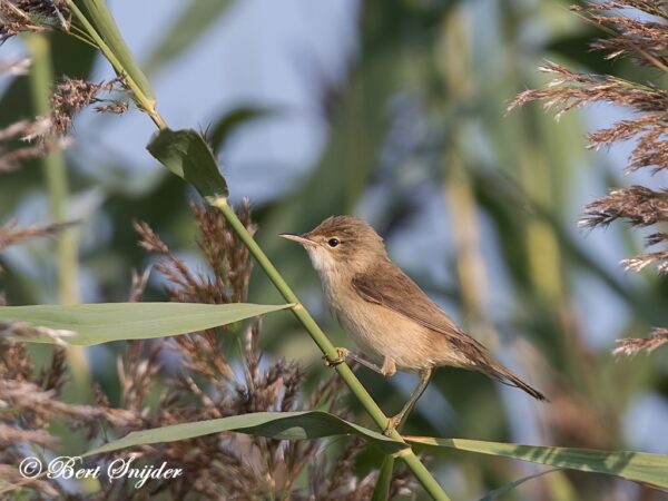 Cetti´s Zanger Vogelvakantie Portugal