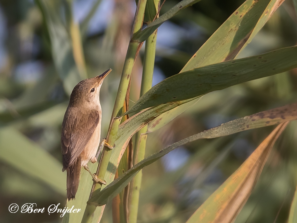 Cetti´s Zanger Vogelvakantie Portugal