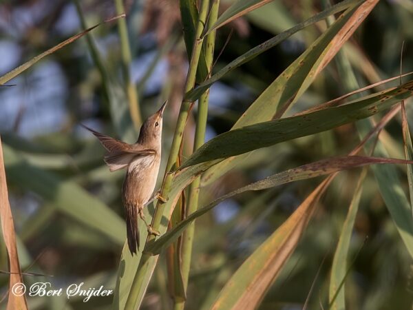 Cetti´s Zanger Vogelvakantie Portugal