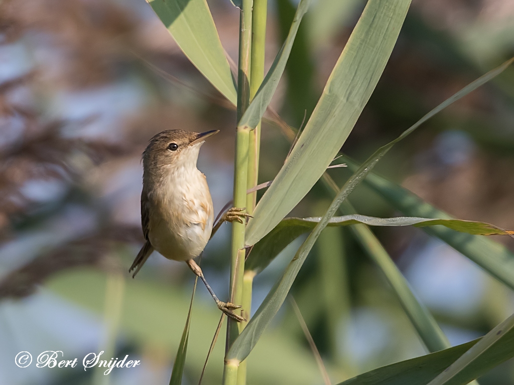 Cetti´s Zanger Vogelreis Portugal