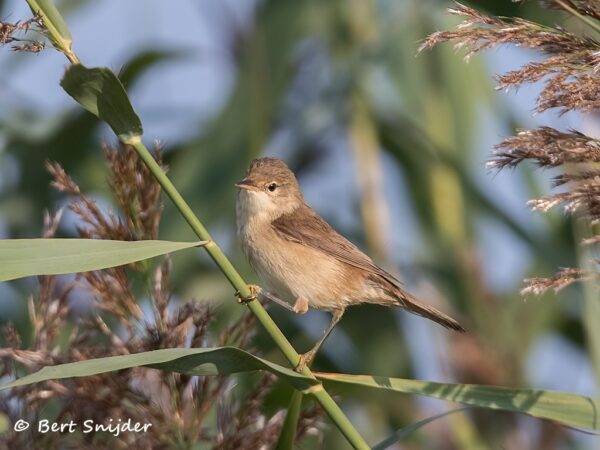 Cetti´s Zanger Vogelreis Portugal