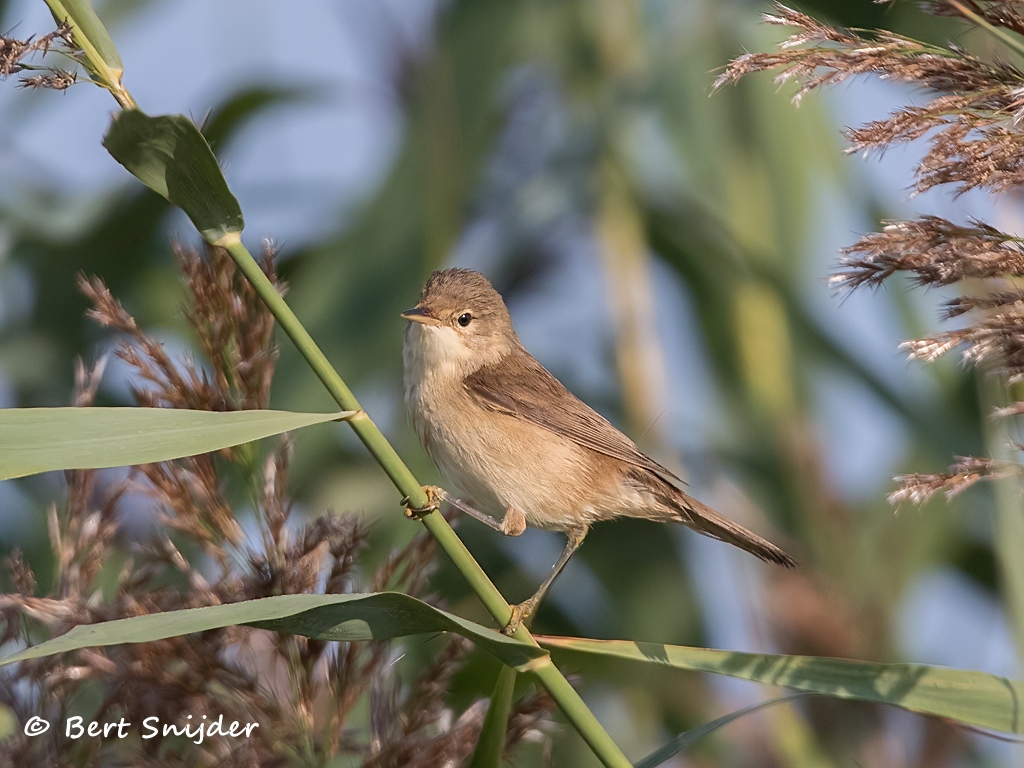 Cetti´s Zanger Vogelreis Portugal