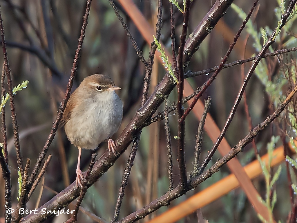 Cetti´s Zanger Vogelreis Portugal
