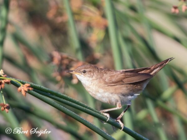 Cetti´s Zanger Vogelreis Portugal
