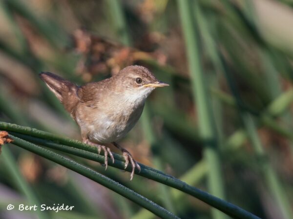 Cetti´s Zanger Vogelreis Portugal
