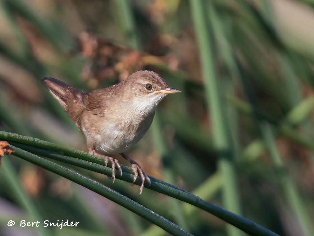 Cetti´s Zanger Vogelreis Portugal