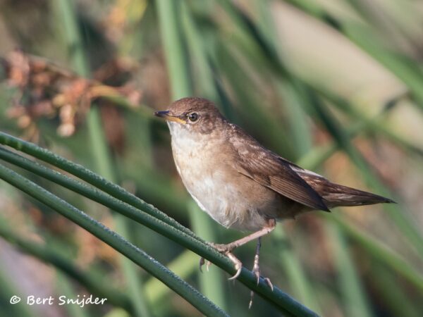 Cetti´s Zanger Vogelreis Portugal