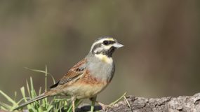 Cirlgors nieuwsbrief vogels in portugal