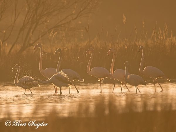Flamingo Vogelhut BSP2 Portugal