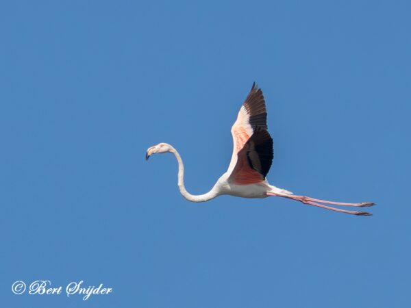 Flamingo Vogels Kijken in Portugal