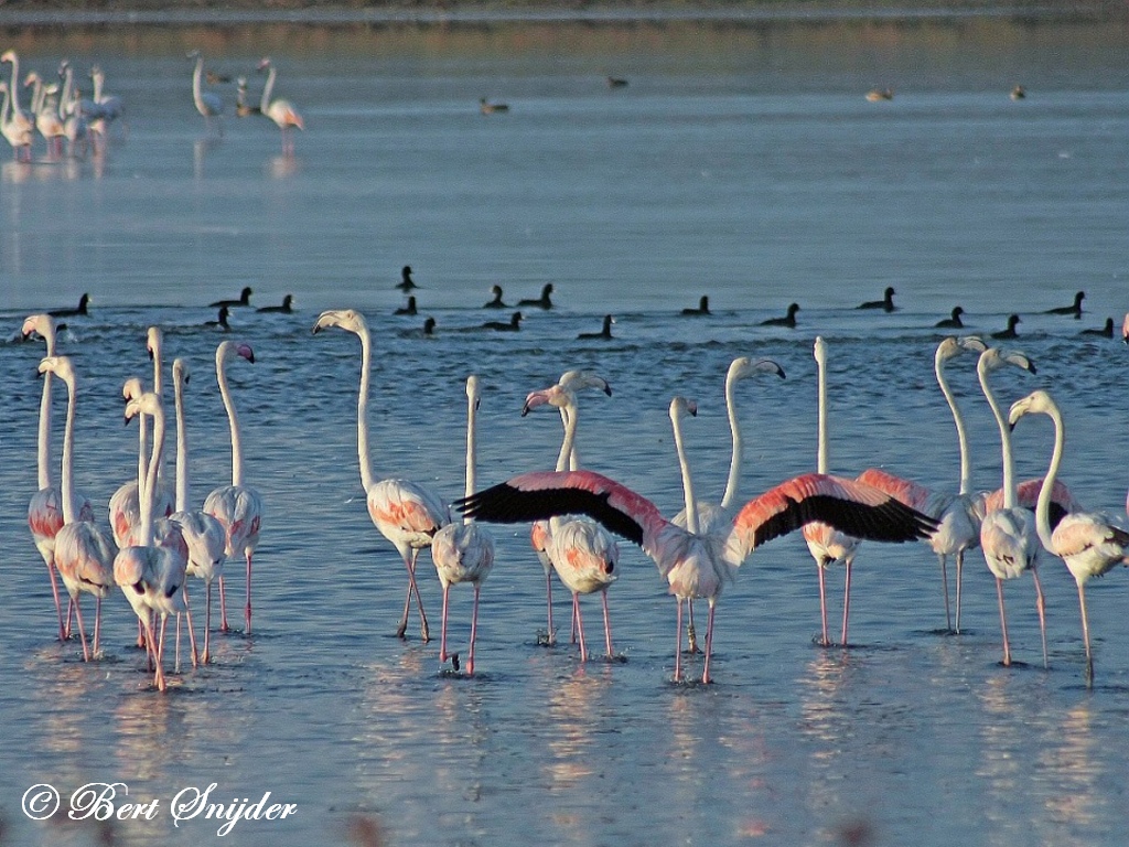 Flamingo Vogelreis Portugal