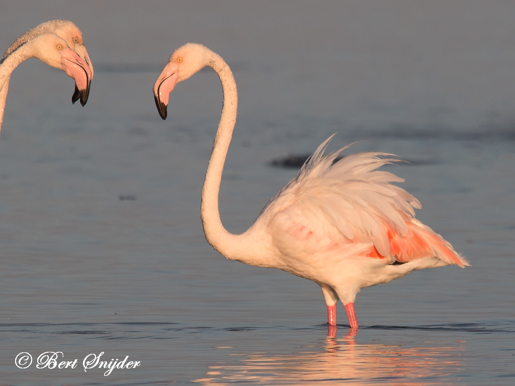 Flamingo Vogelreis Portugal