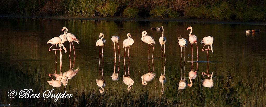 Flamingo Vogelvakantie Portugal