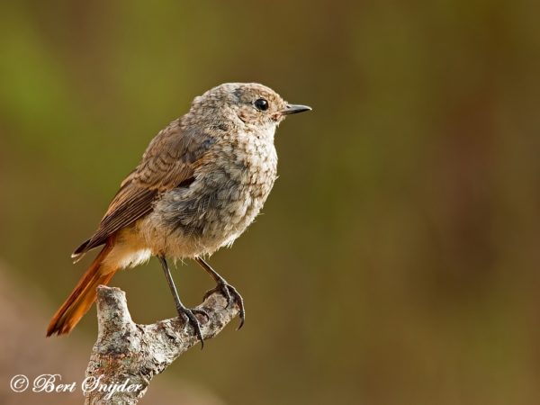 Gekraagde Roodstaart Vogelreis Portugal