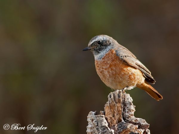 Gekraagde Roodstaart Vogelvakantie Portugal