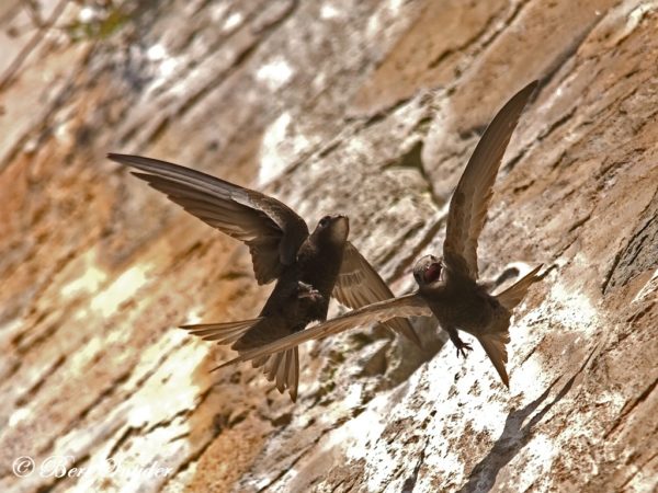 Gierzwaluw Vogelreis Portugal